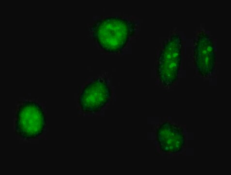 Anti-TAF12 antibody produced in mouse purified immunoglobulin, buffered aqueous solution