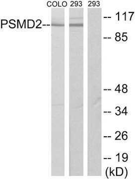 Anti-PSMD2 antibody produced in rabbit affinity isolated antibody