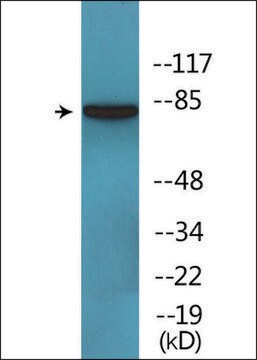 Anti-phospho-ERK3 (pSer189) antibody produced in rabbit affinity isolated antibody