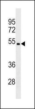 ANTI-CHST5(C-TERMINAL) antibody produced in rabbit affinity isolated antibody, buffered aqueous solution