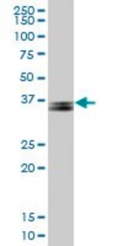 Anti-PARVG antibody produced in mouse purified immunoglobulin, buffered aqueous solution