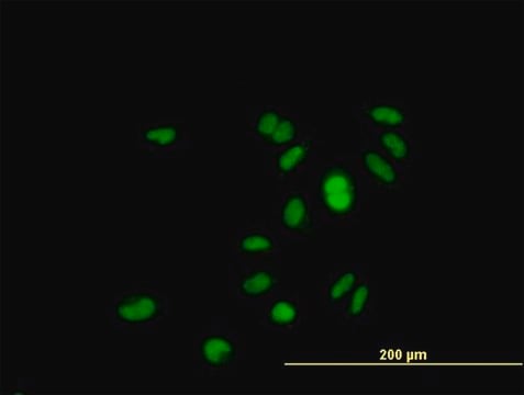 Anti-RP4-691N24.2 antibody produced in mouse purified immunoglobulin, buffered aqueous solution