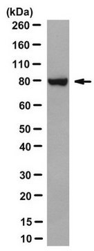 Anti-BAP1 Antibody, clone 2A2 clone 2A2, from mouse