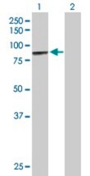 Anti-MCCC1 antibody produced in mouse purified immunoglobulin, buffered aqueous solution