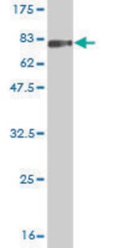 Monoclonal Anti-LILRA3 antibody produced in mouse clone 2E9, purified immunoglobulin, buffered aqueous solution