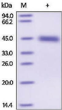 Kallikrein-1 human recombinant, expressed in HEK 293 cells, &#8805;95% (SDS-PAGE)