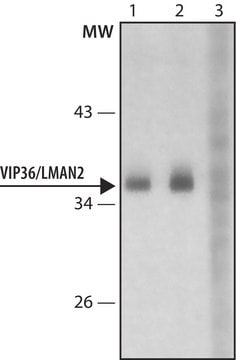 Anti-VIP36/ LMAN2 antibody produced in rabbit ~1.0&#160;mg/mL, affinity isolated antibody