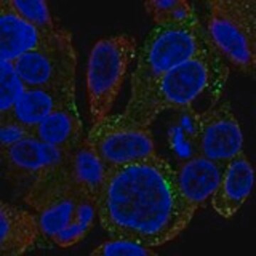 Anti-SNX5 antibody produced in rabbit Prestige Antibodies&#174; Powered by Atlas Antibodies, affinity isolated antibody, buffered aqueous glycerol solution