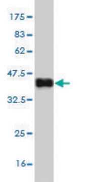 Monoclonal Anti-CST6 antibody produced in mouse clone 2H8, purified immunoglobulin, buffered aqueous solution