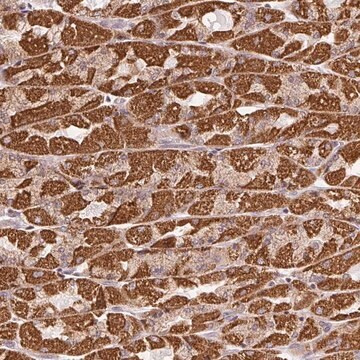 Anti-CLASP1 antibody produced in rabbit Prestige Antibodies&#174; Powered by Atlas Antibodies, affinity isolated antibody, buffered aqueous glycerol solution