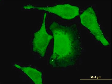 Monoclonal Anti-USP52 antibody produced in mouse clone 6A7, purified immunoglobulin, buffered aqueous solution