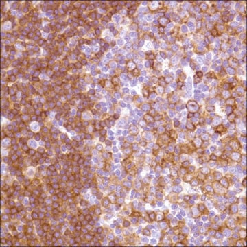 Anti-HLA-DP alpha 1 antibody, Rabbit monoclonal clone SP228, recombinant, expressed in proprietary host, affinity isolated antibody