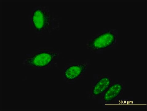 Monoclonal Anti-GBX2 antibody produced in mouse clone 2A4, purified immunoglobulin, buffered aqueous solution