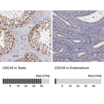 ANTI-CDC45 antibody produced in rabbit Prestige Antibodies&#174; Powered by Atlas Antibodies, affinity isolated antibody, buffered aqueous glycerol solution