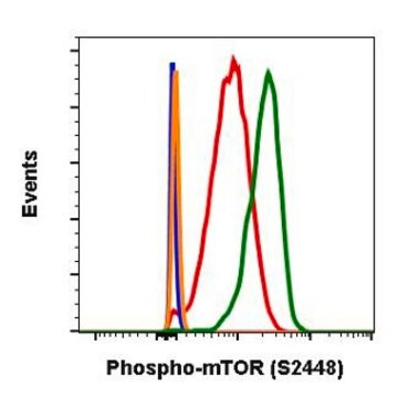 Monoclonal Anti-MTOR (phospho S2448) antibody produced in rabbit clone E11