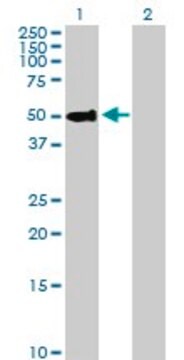 Anti-PSAP antibody produced in rabbit purified immunoglobulin, buffered aqueous solution