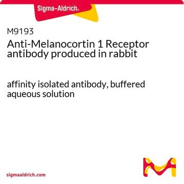 Anti-Melanocortin 1 Receptor antibody produced in rabbit affinity isolated antibody, buffered aqueous solution