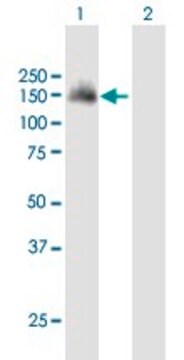 Anti-SH3PXD2A antibody produced in mouse purified immunoglobulin