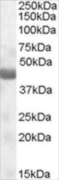 Anti-TUSC4/NPRL2 (AA 140-151) antibody produced in goat affinity isolated antibody, buffered aqueous solution