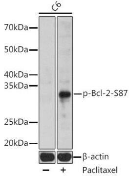 Anti-Phospho-BCL2-S87 antibody produced in rabbit