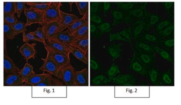 Anti-dimethyl-Histone H3 (Lys9) Antibody, Alexa Fluor&#8482; 488 Conjugate from rabbit, ALEXA FLUOR&#8482; 488