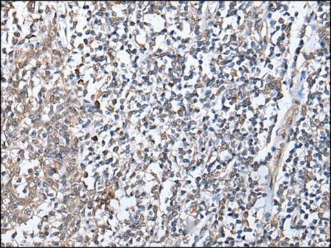 Anti-DEFB104A affinity isolated antibody