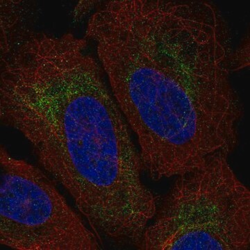 Anti-TMEM185A antibody produced in rabbit Prestige Antibodies&#174; Powered by Atlas Antibodies, affinity isolated antibody