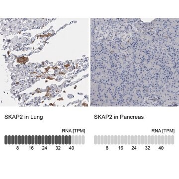 Anti-SKAP2 antibody produced in rabbit Prestige Antibodies&#174; Powered by Atlas Antibodies, affinity isolated antibody, buffered aqueous glycerol solution