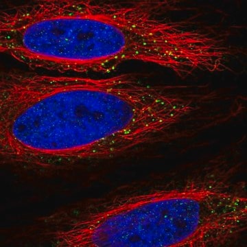 Anti-TLL1 antibody produced in rabbit Prestige Antibodies&#174; Powered by Atlas Antibodies, affinity isolated antibody