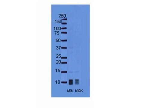 Anti-Ghrelin Antibody, active &amp; proform serum, Chemicon&#174;