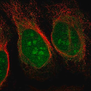 Anti-CHD3 antibody produced in rabbit Prestige Antibodies&#174; Powered by Atlas Antibodies, affinity isolated antibody