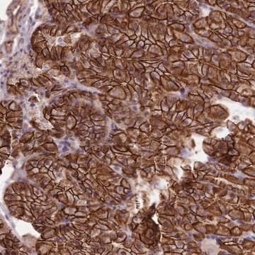 Anti-MRPL46 antibody produced in rabbit Prestige Antibodies&#174; Powered by Atlas Antibodies, affinity isolated antibody, buffered aqueous glycerol solution