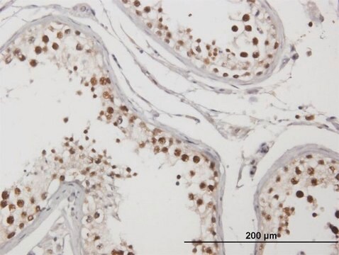 Anti-C1ORF25 antibody produced in mouse purified immunoglobulin, buffered aqueous solution