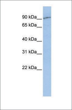 Anti-SLC15A2 antibody produced in rabbit affinity isolated antibody