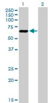 Anti-ATF7 antibody produced in mouse purified immunoglobulin, buffered aqueous solution