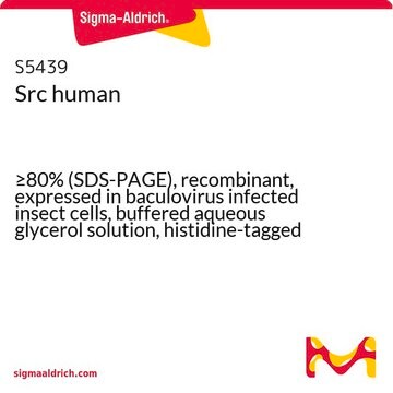 Src human &#8805;80% (SDS-PAGE), recombinant, expressed in baculovirus infected insect cells, buffered aqueous glycerol solution, histidine-tagged