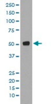 Monoclonal Anti-TP53 (phospho S376) antibody produced in rabbit clone DGA-20