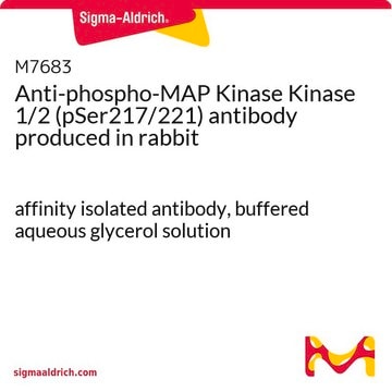 Anti-phospho-MAP Kinase Kinase 1/2 (pSer217/221) antibody produced in rabbit affinity isolated antibody, buffered aqueous glycerol solution