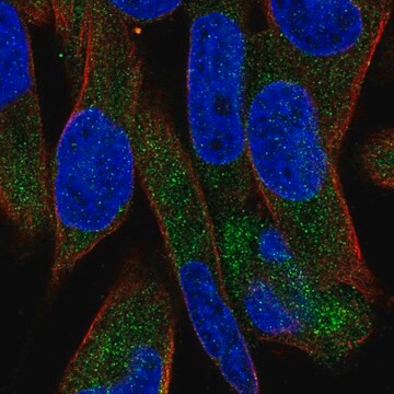 Anti-UGT3A1 antibody produced in rabbit Prestige Antibodies&#174; Powered by Atlas Antibodies, affinity isolated antibody