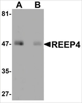 Anti-REEP4 antibody produced in rabbit affinity isolated antibody, buffered aqueous solution