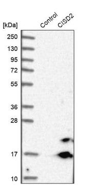 Anti-CISD2 antibody produced in rabbit Prestige Antibodies&#174; Powered by Atlas Antibodies, affinity isolated antibody, buffered aqueous glycerol solution