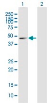 Anti-GPR3 antibody produced in mouse purified immunoglobulin, buffered aqueous solution