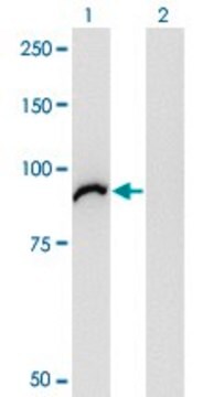 Monoclonal Anti-VAC14 antibody produced in mouse clone 3B2, purified immunoglobulin, buffered aqueous solution