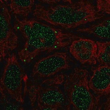 Anti-Bmp7 Antibody Produced In Rabbit Prestige Antibodies&#174; Powered by Atlas Antibodies, affinity isolated antibody, buffered aqueous glycerol solution