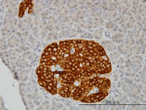 Monoclonal Anti-RAB3B antibody produced in mouse clone 3F12, purified immunoglobulin, buffered aqueous solution