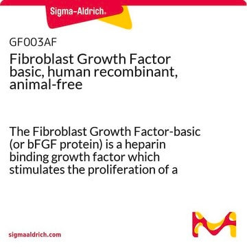 Basischer Fibroblasten-Wachstumsfaktor, human rekombinant, ohne tierische Bestandteile The Fibroblast Growth Factor-basic (or bFGF protein) is a heparin binding growth factor which stimulates the proliferation of a wide variety of cells including mesenchymal, neuroectodermal &amp; endothelial cells.