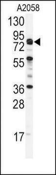 Anti-COG4 (C-term) antibody produced in rabbit saturated ammonium sulfate (SAS) precipitated, buffered aqueous solution