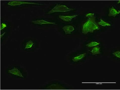 Monoclonal Anti-HDAC6 antibody produced in mouse clone 3A6, purified immunoglobulin, buffered aqueous solution