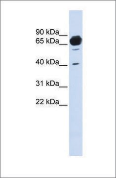 Anti-MAN1A2 antibody produced in rabbit affinity isolated antibody