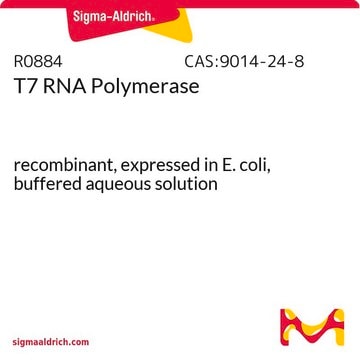 T7 RNA Polymerase recombinant, expressed in E. coli, buffered aqueous solution